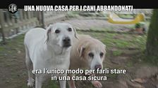 AGGIORNAMENTO: Una nuova casa per i cani abbandonati