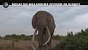 CORTI: Pagare 100 mila euro per uccidere un elefante