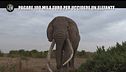 CORTI: Pagare 100 mila euro per uccidere un elefante