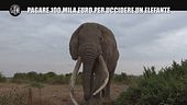 CORTI: Pagare 100 mila euro per uccidere un elefante