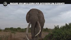 CORTI: Pagare 100 mila euro per uccidere un elefante