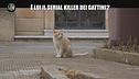 NINA: È lui il serial killer dei gattini?