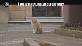NINA: È lui il serial killer dei gattini?