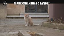 NINA: È lui il serial killer dei gattini?