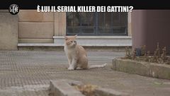 NINA: È lui il serial killer dei gattini?