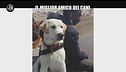 CIZCO: Il miglior amico dei cani