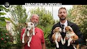 CORTI: Spacciatori di cuccioli