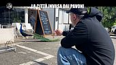 CIZCO: La città invasa dai pavoni