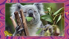 Quel gran genio del koala: parola di Barbascura X