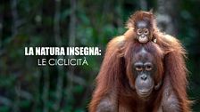 La natura insegna: le ciclicità