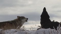 Ep. 2 - Shopping sfrenato