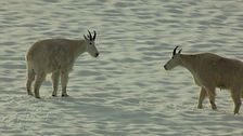Ep. 10 - Il richiamo della natura in Alaska