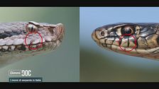 Ep. 4 - Morsi serpente
