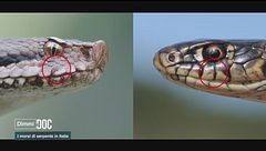 Ep. 4 - Morsi serpente