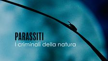 Parassiti: i criminali della natura