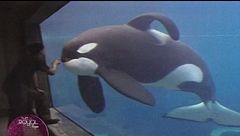 Animali famosi nella vita reale e al cinema
