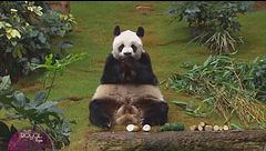 Gli animali più famosi della politica