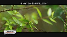 Le piante sono esseri intelligenti?
