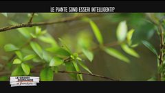 Le piante sono esseri intelligenti?