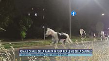 Roma, i cavalli della parata in fuga per le vie della Capitale