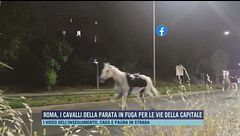 Roma, i cavalli della parata in fuga per le vie della Capitale