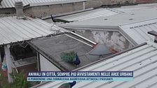 Animali in città, sempre più avvistamenti nelle aree urbane
