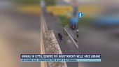Roma, cinghiali in fuga nel quartiere Prati