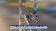 Roma, cinghiali in fuga nel quartiere Prati