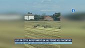 Lupi in città, avvistamenti in Val Tidone nel Piacentino