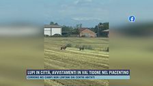 Lupi in città, avvistamenti in Val Tidone nel Piacentino
