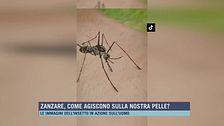 Zanzare, come agiscono sulla nostra pelle?