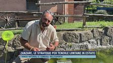 Zanzare, le strategie per tenerle lontane in estate