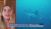 Squalo bianco avvistato nel Canale di Sicilia