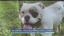Cani scomparsi, l'appello della famiglia e l'ipotesi di rapimento