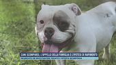 Cani scomparsi, l'appello della famiglia e l'ipotesi di rapimento