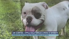 Cani scomparsi, l'appello della famiglia e l'ipotesi di rapimento