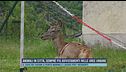 Animali in città, sempre più avvistamenti nelle aree urbane