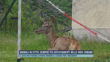 Animali in città, sempre più avvistamenti nelle aree urbane