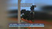 Punta Marina, il verso dei pavoni disturba la quiete pubblica