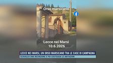 Lecce nei Marsi, un orso marsicano tra le case di campagna