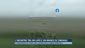 L'incontro tra un lupo e un branco di cinghiali