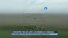 L'incontro tra un lupo e un branco di cinghiali