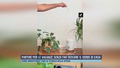 Partire per le vacanze senza far seccare il verde di casa