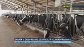 Ondata di caldo record, le difficoltà del mondo agricolo