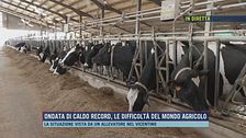 Ondata di caldo record, le difficoltà del mondo agricolo