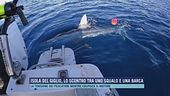 Isola del Giglio, lo scontro tra uno squalo e una barca