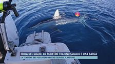Isola del Giglio, lo scontro tra uno squalo e una barca