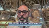Vespa orientalis, aumentano i casi nella Capitale
