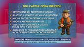 Invasione animali selvatici in città, nuovi casi e polemiche