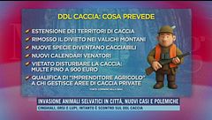 Invasione animali selvatici in città, nuovi casi e polemiche